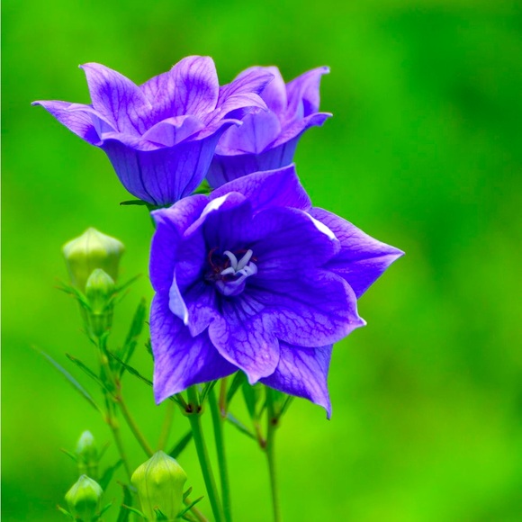 Meet your Posher, Bella - Picture 1 of 1